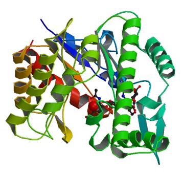 Enzyme Activity Measurement of Hyaluronoglucosaminidase